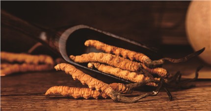 什么是斷草？斷草和冬蟲夏草的區(qū)別和購買常識