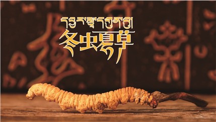 那曲新鮮冬蟲夏草什么時候采挖？